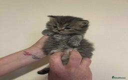 British Shorthair cats for sale: Beautiful bsh kittens looking for forever homes  - Image 8