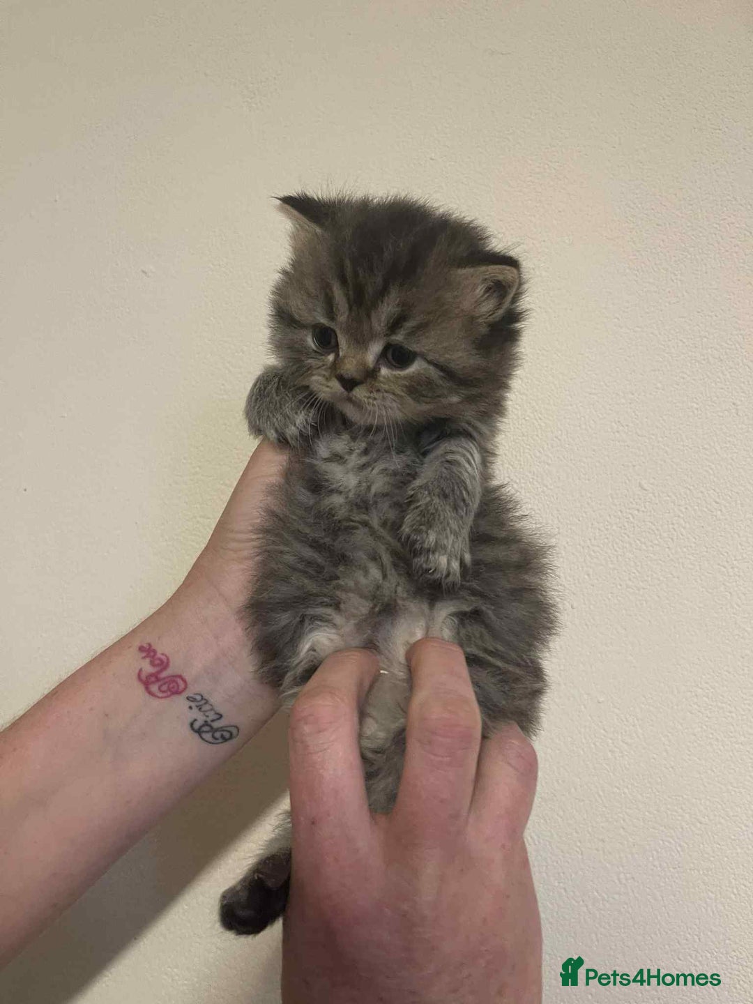 British Shorthair cats for sale: Beautiful bsh kittens looking for forever homes  - Image 8