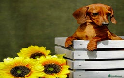 Miniature Dachshund dogs for adoption: Daisy: The Little Dog They Tried to Forget - Image 2