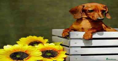 Miniature Dachshund dogs Daisy: The Little Dog They Tried to Forget - Advert 5