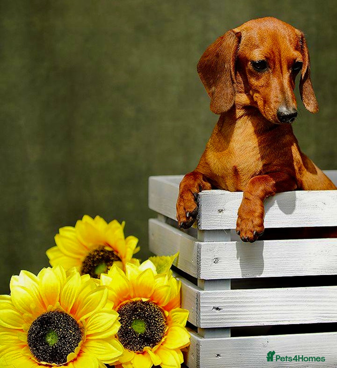 Miniature Dachshund dogs for adoption: Daisy: The Little Dog They Tried to Forget - Image 2