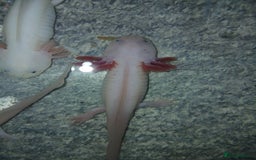 Other/Mixed Breed fish for sale: Dirty lucy/pie bald  - Image 3