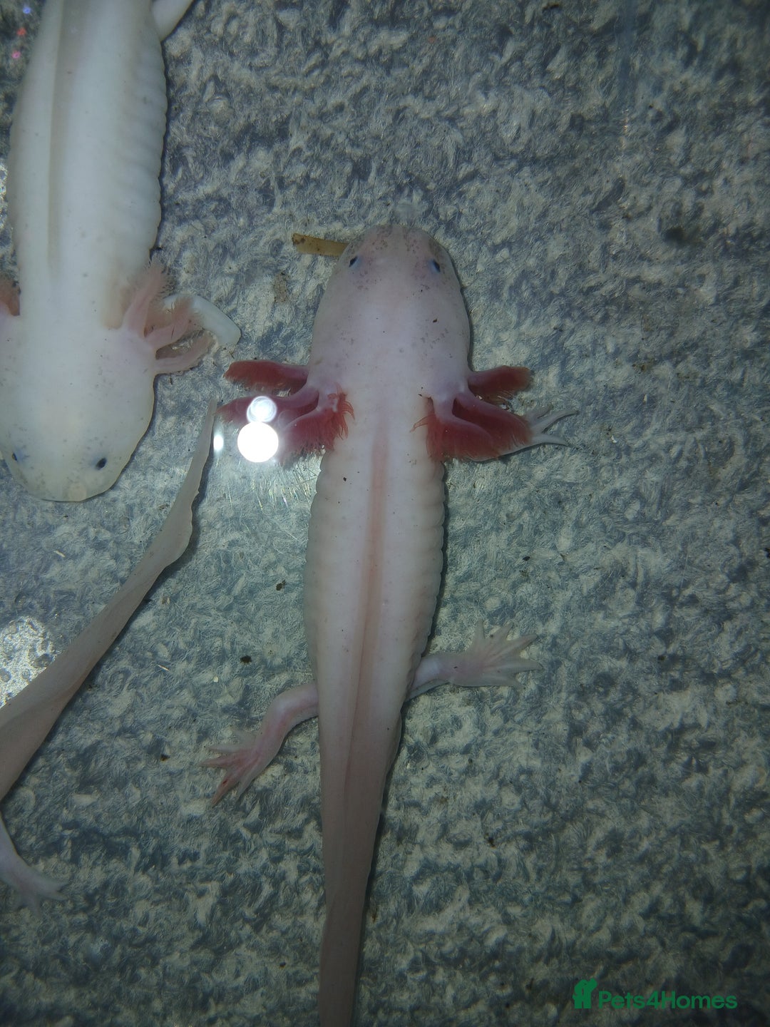 Other/Mixed Breed fish for sale: Dirty lucy/pie bald  - Image 3