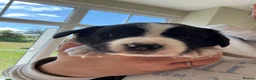 Mixed Breed dogs for sale: Sprollie puppies  - Advert 3