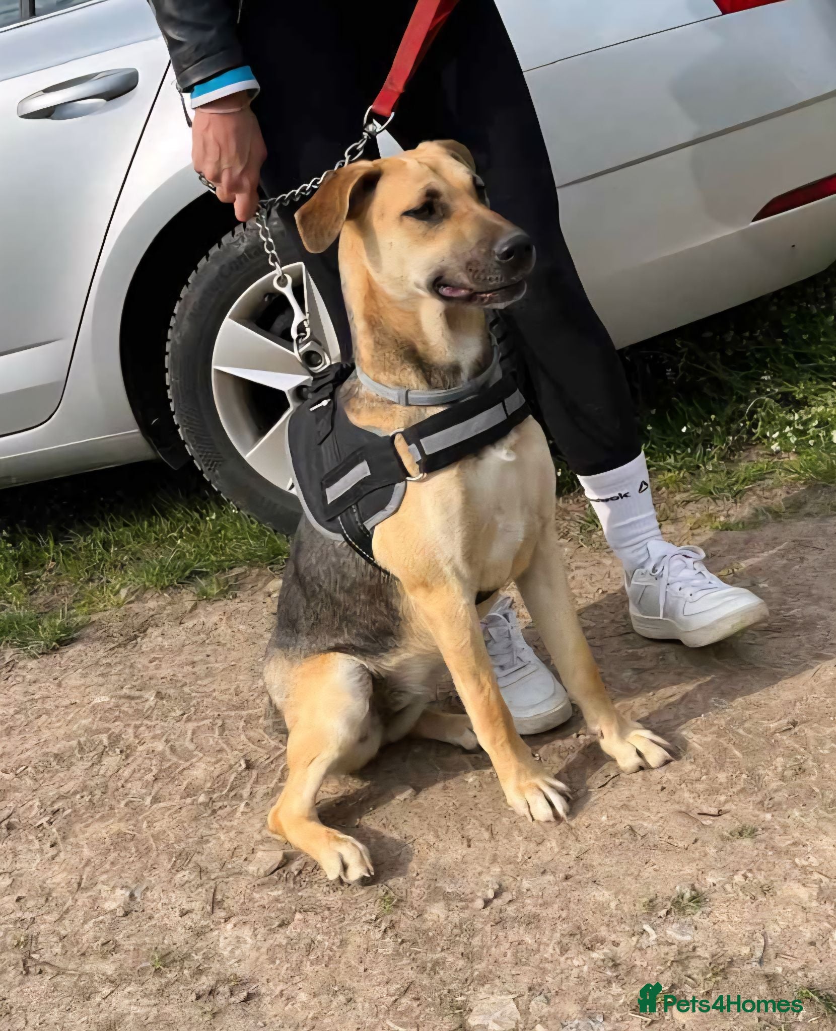 German Shepherd dogs Maya – Young German Shepherd x Labrador Cross - Advert 3