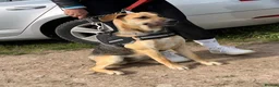 German Shepherd dogs for adoption: Maya – Young German Shepherd x Labrador Cross - Advert 3