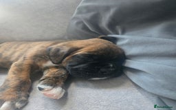 Boxer dogs for sale: KC PEDIGREE BOXER PUPPIES  - Image 5