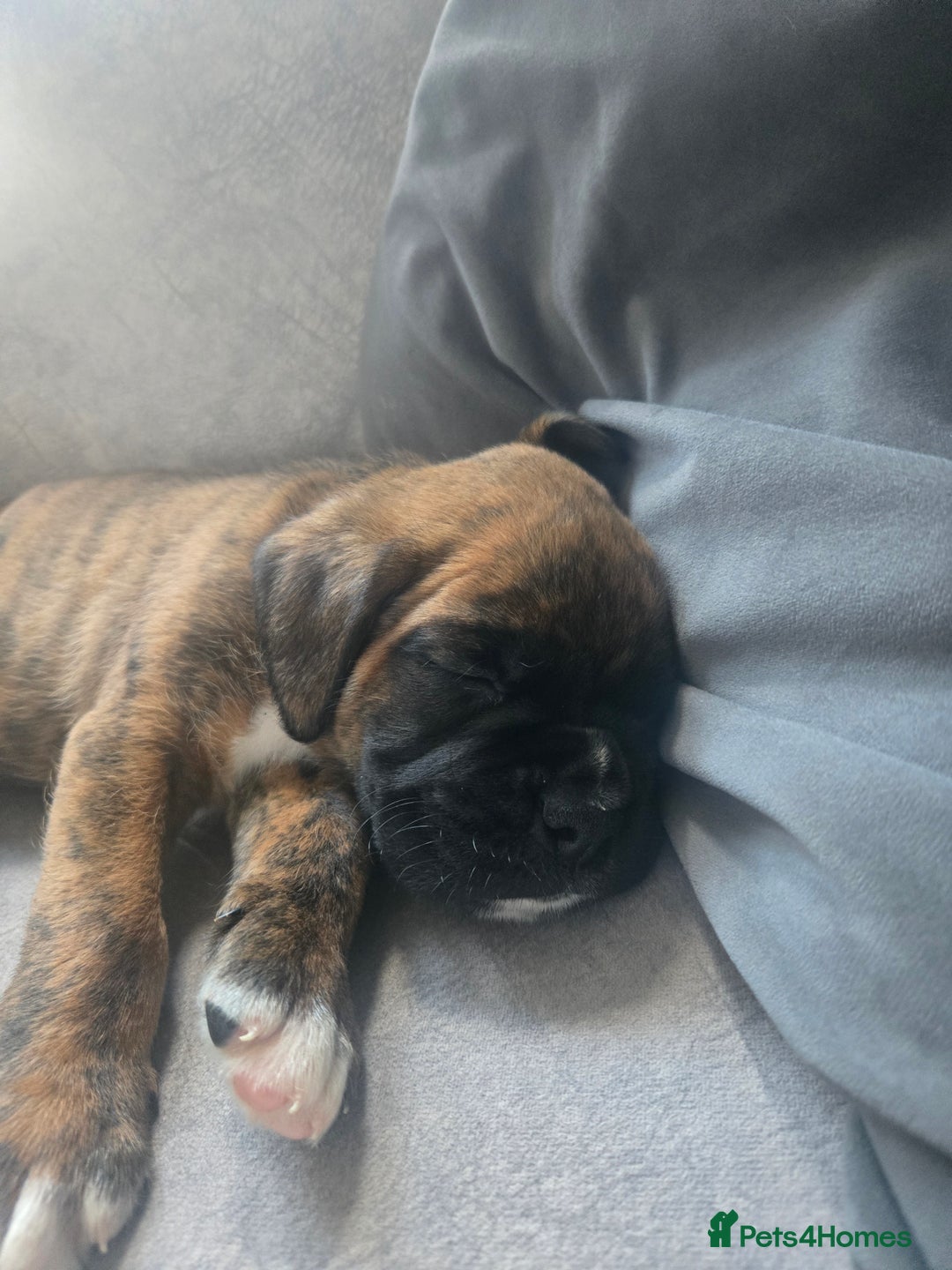 Boxer dogs for sale: KC PEDIGREE BOXER PUPPIES  - Image 5