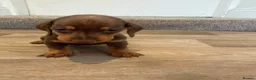 Dachshund dogs for sale: Standard Dachshunds Glasgow - Advert 3