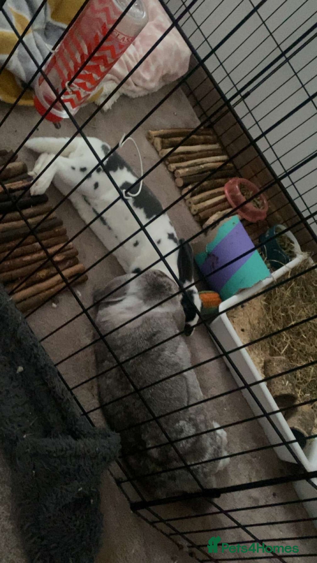 Mini Lop rabbits for sale: Male mini lop and female Rex  in Newcastle - Advert 6