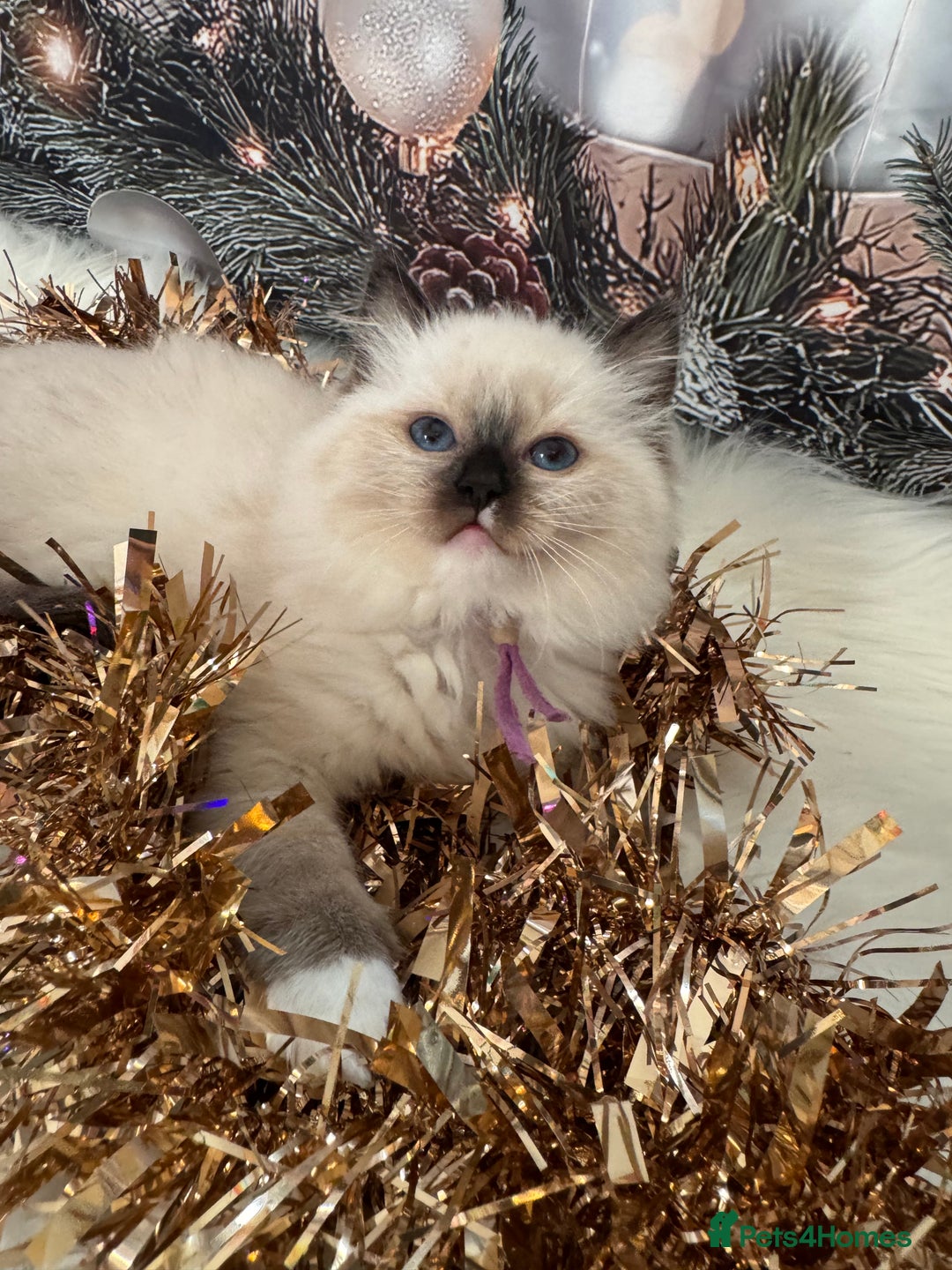 Ragdoll cats for sale: 🏆 gccf ragdoll grand champion kittens 🏆 - Advert 12