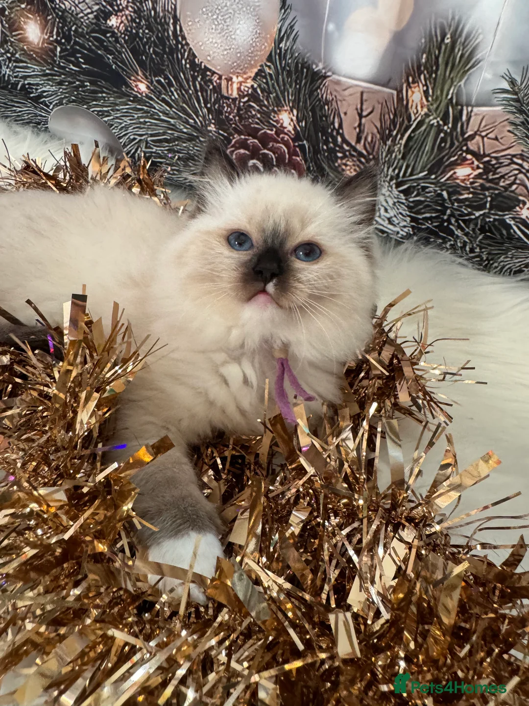 Ragdoll cats for sale:  READY NOW! ragdoll grand champion kittens 🏆 - Advert 6