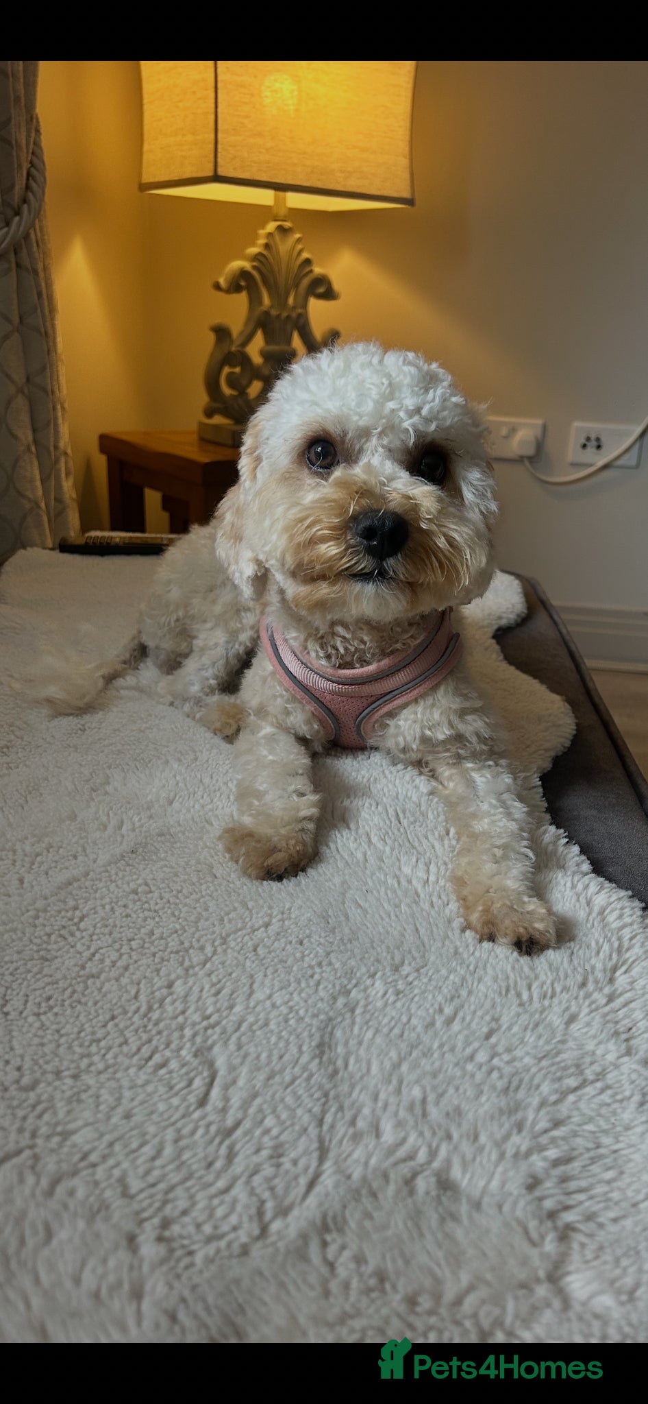 Cavapoo dogs *5 BEAUTIFUL RED CAVAPOO PUPPIES* - Advert 2