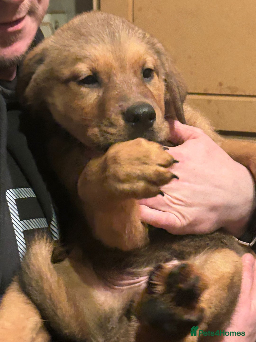 Mixed Breed dogs for sale: Masakiweiler pups - Advert 17