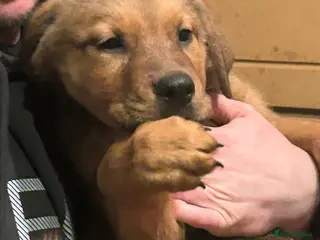 Mixed Breed dogs Masakiweiler pups - Advert 5