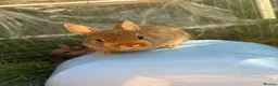 Netherland Dwarf rabbits for sale: Pure netherland dwarf  - Advert 1