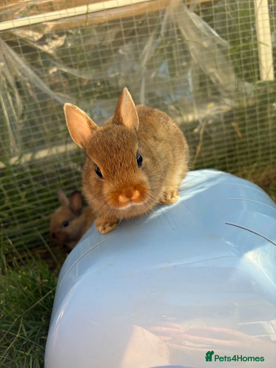 Netherland Dwarf rabbits for sale: Pure netherland dwarf  - Advert 1