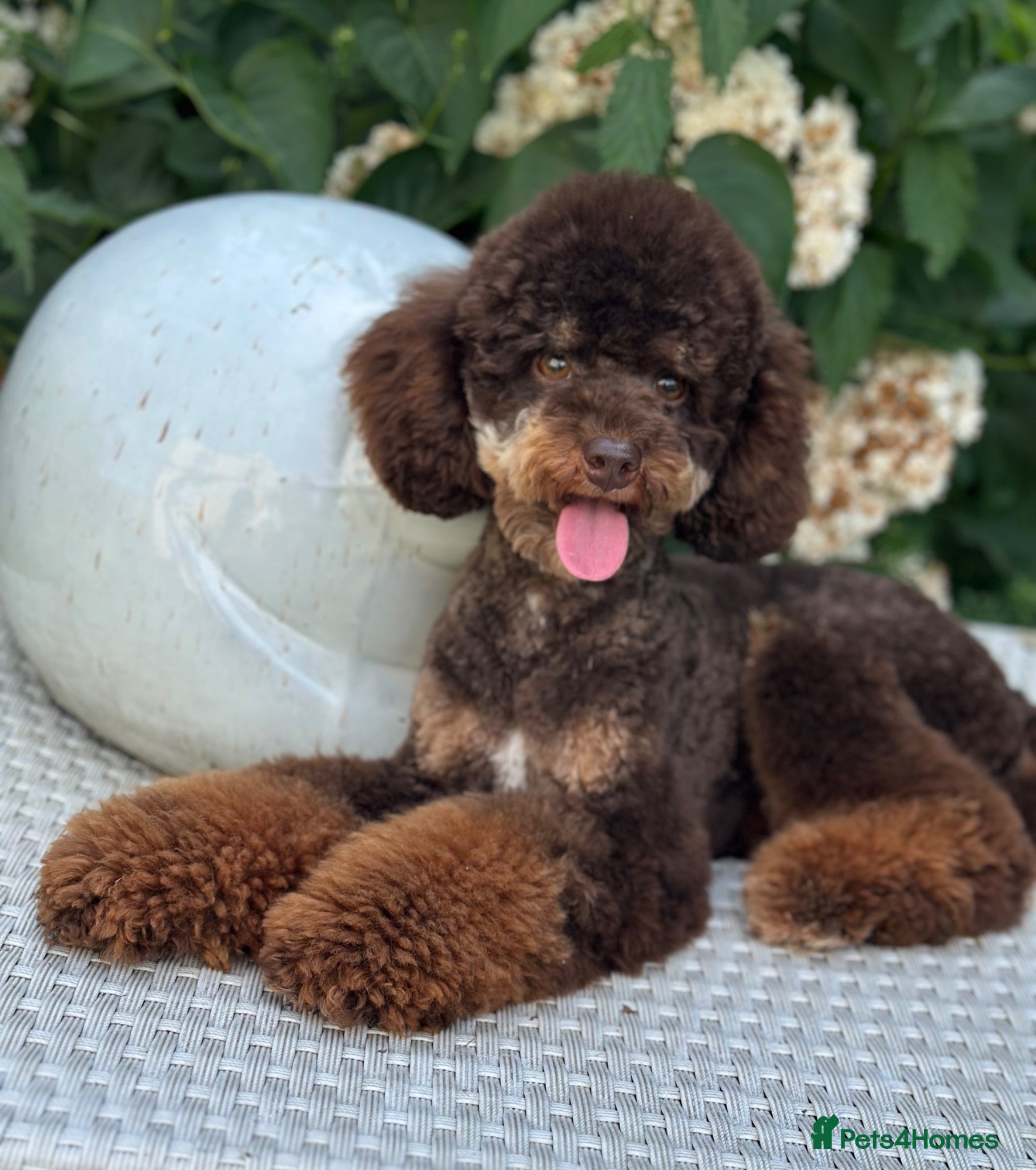 Toy Poodle dogs Stunning toy poodles  - Advert 2