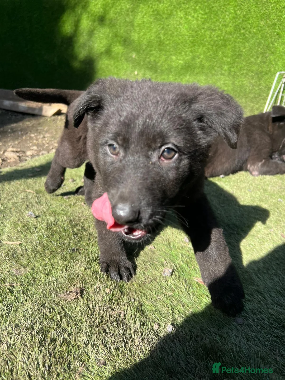 German Shorthaired Pointer dogs for sale: German shepherd / Dutch herder in Sheffield - Advert 2