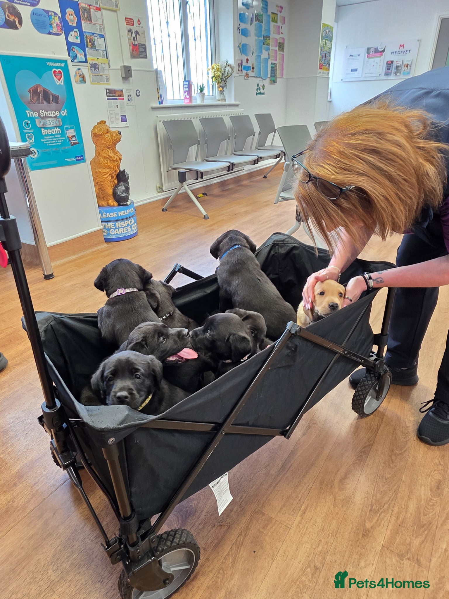 Labrador Retriever dogs Stunning KC Labrador Puppies With Mam&Dad at Home - Advert 17