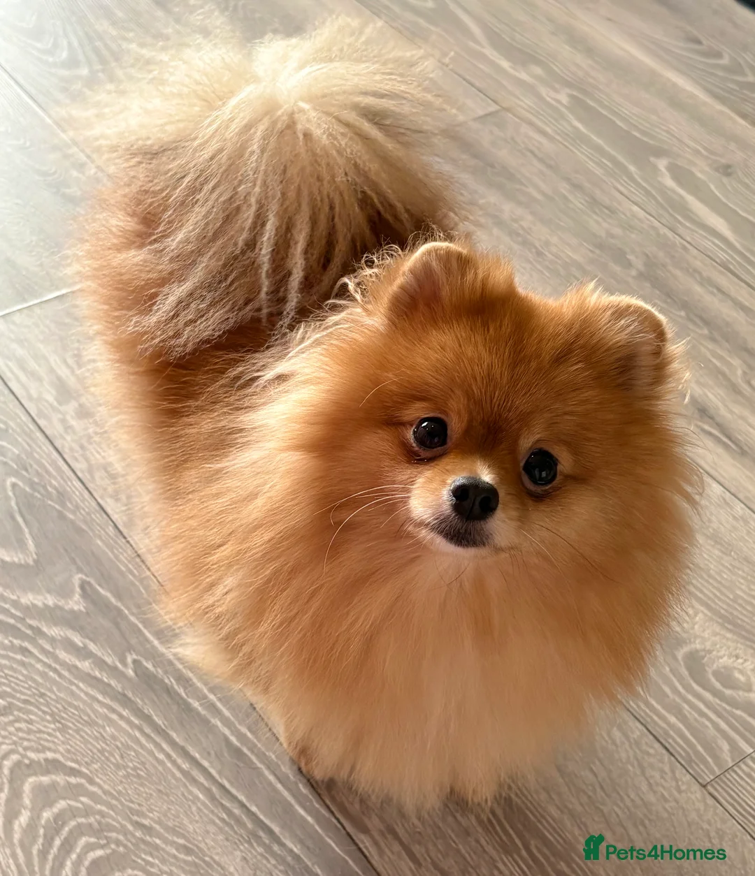 Pomeranian dogs for sale: Rkc Pomeranian Puppys looking for 5* homes - Advert 5