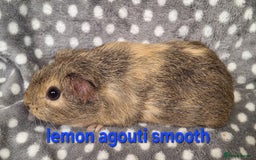 Guinea Pig rodents for sale: Baby male guinea pigs - Image 6