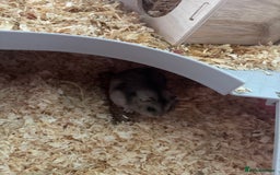 Hamster rodents for sale: 2x male dwarf hamsters for sale - Image 3