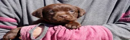 Labrador Retriever dogs for sale: Chocolate Labrador puppies Kc reg health tested - Advert 17