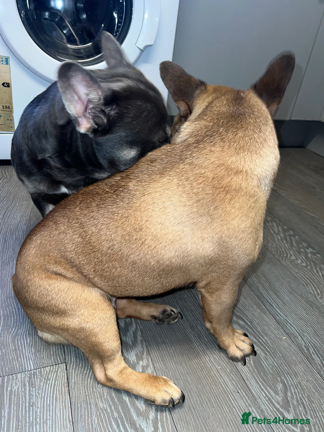 French Bulldog dogs for sale: Adorable 3-Year-Old Male & Female French Bulldog - Advert 29