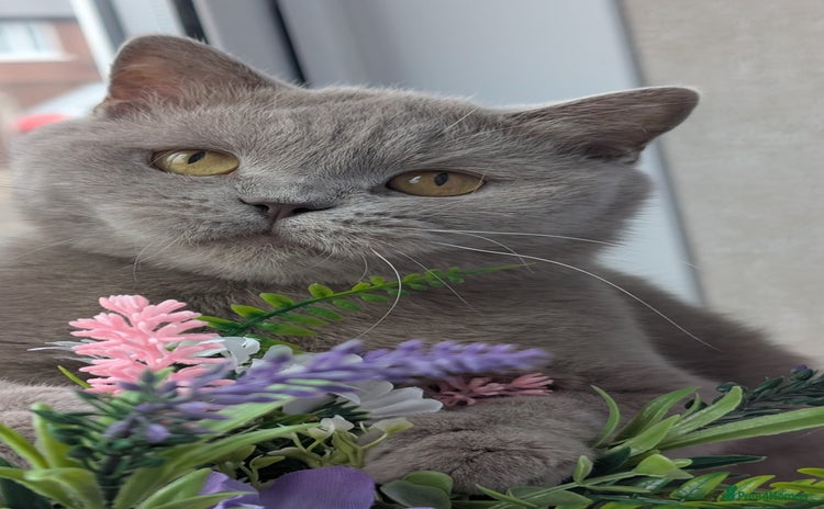 British Shorthair cats for sale - Advert 3