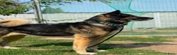 Akita dogs for adoption: Sprightly Sky - Advert 6