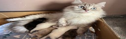 British Longhair cats for sale: Adorable British LH boy TICA  - Advert 11
