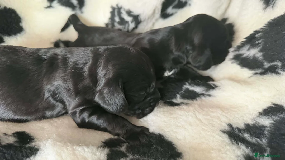 Cocker Spaniel dogs for sale: Gorgeous show cocker spaniels  - Advert 10