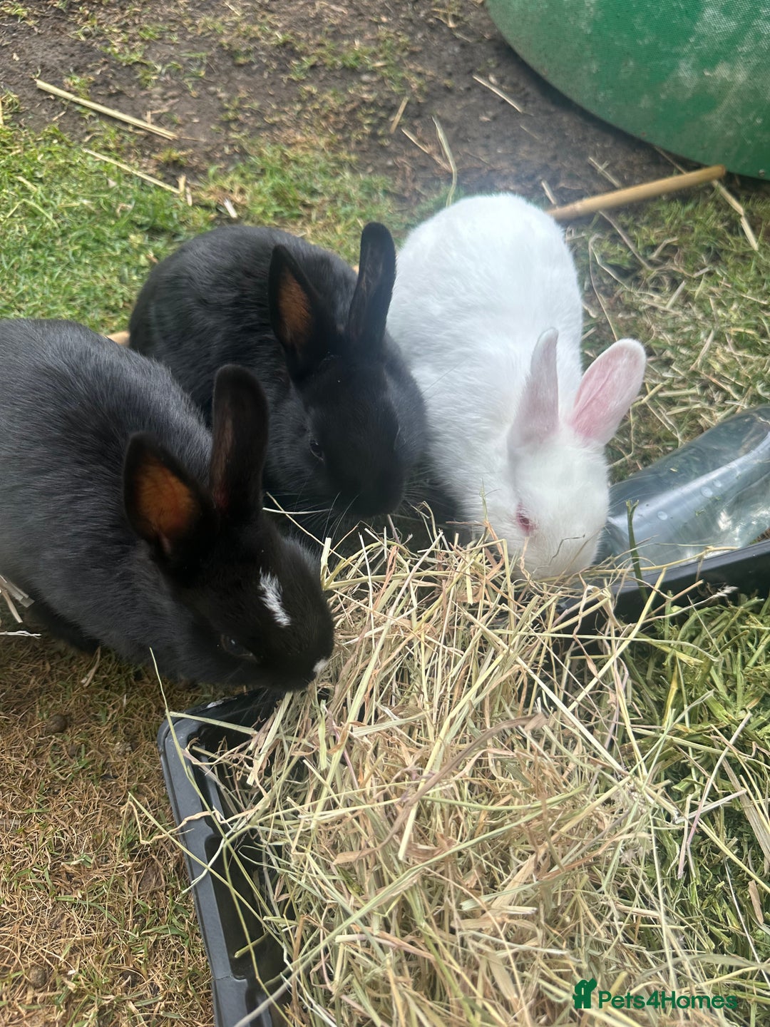Netherland Dwarf rabbits for sale: Netherland dwarf rabbits  - Image 3