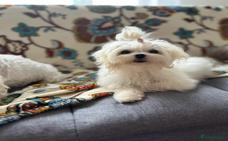 Maltese dogs in Glasgow - Advert 3