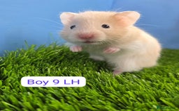 Hamster rodents for sale: Baby Syrian Hamsters Males Boys Females Girls - Image 6