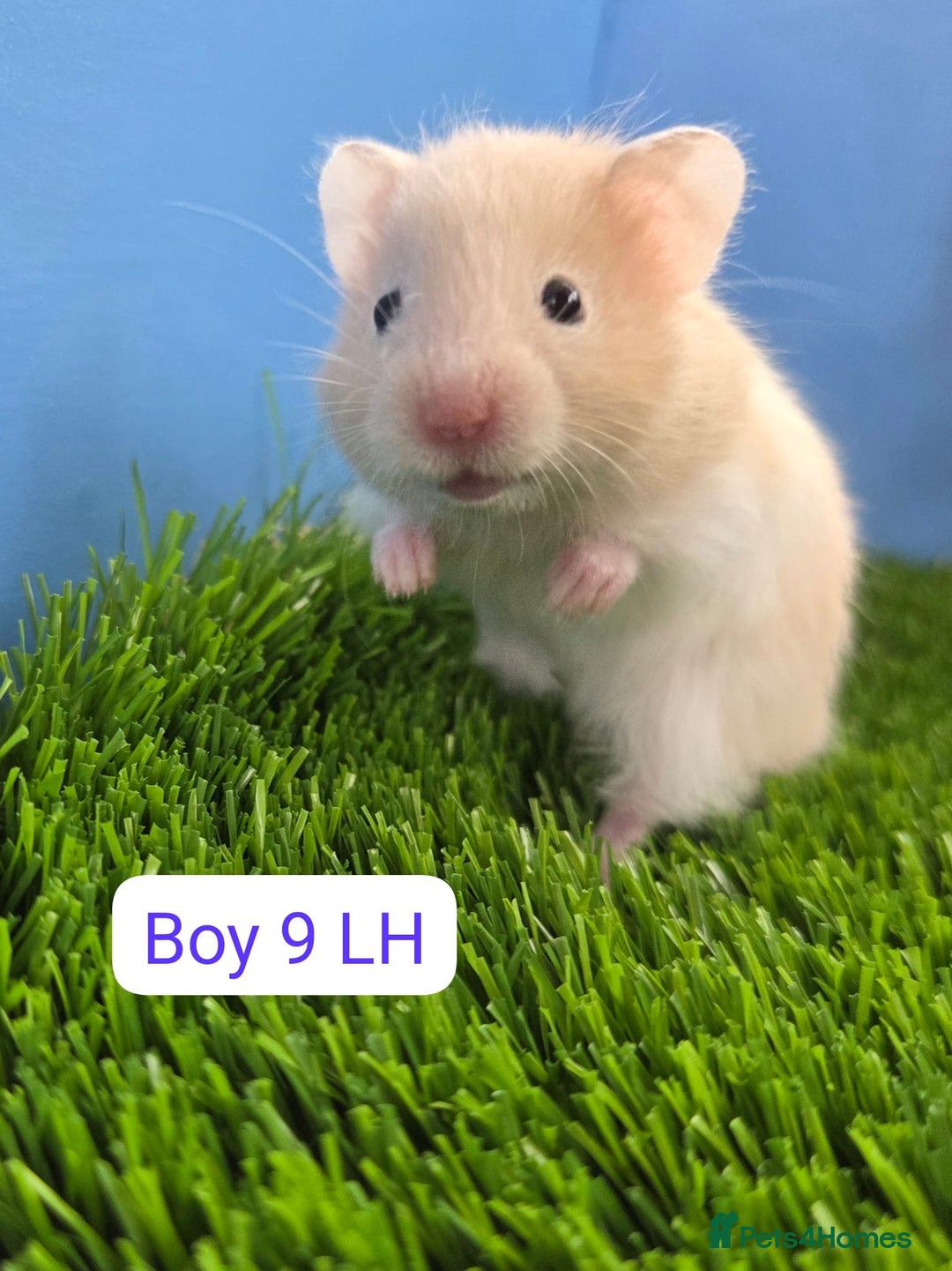 Hamster rodents for sale: Baby Syrian Hamsters Males Boys Females Girls - Image 6