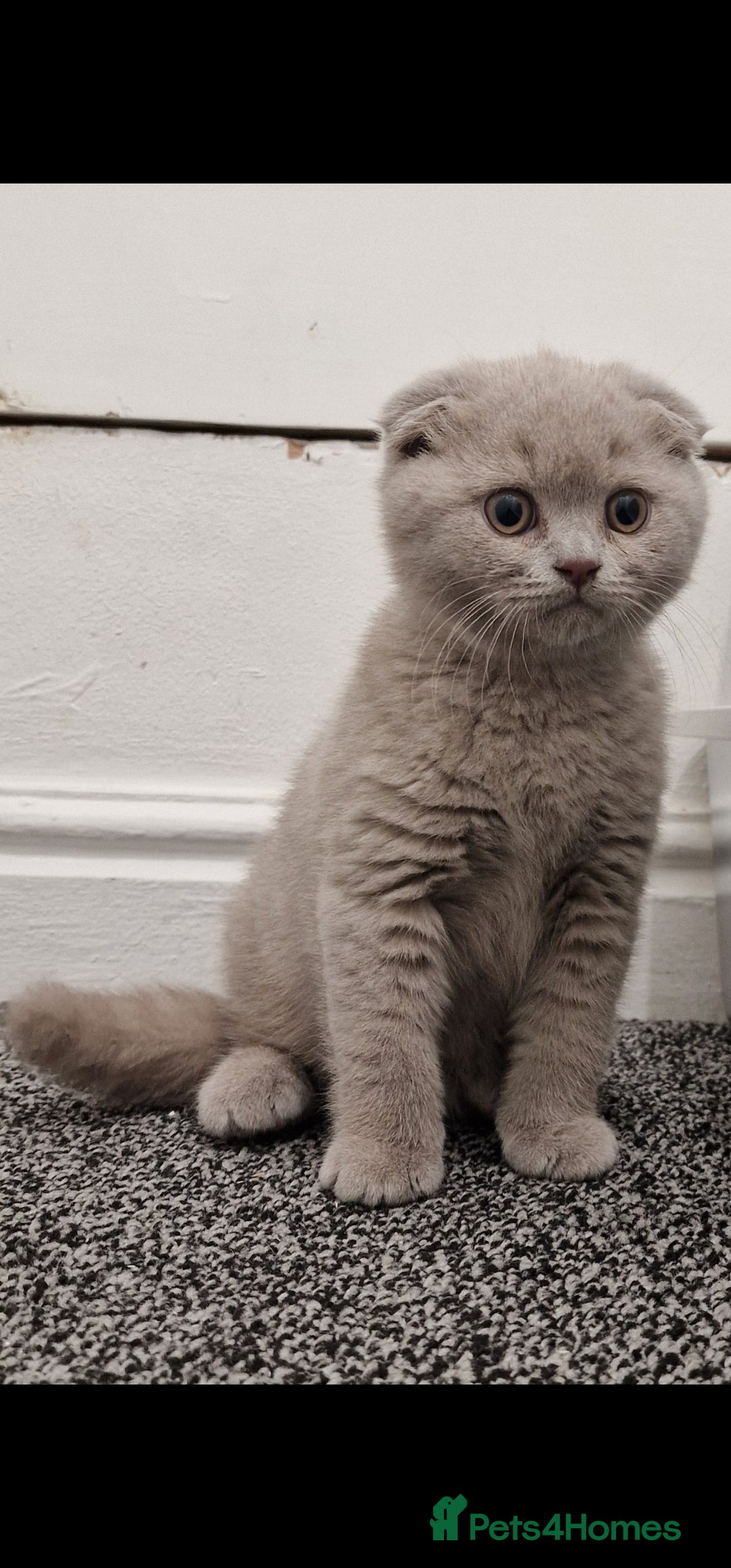 Scottish Fold cats *LAST ONE* Lilac Scottish Fold Kitten For Sale! - Advert 3