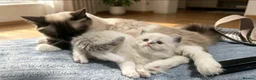 Maine Coon cats for sale: Mainecoon/ragdoll - Advert 1