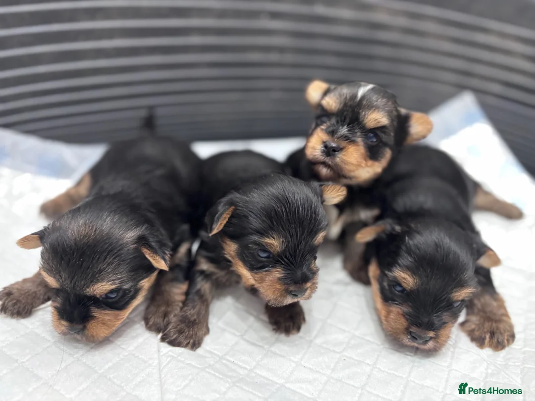 Yorkshire Terrier dogs for sale: Puree Yorkshire Terriers in Tewkesbury - Advert 4