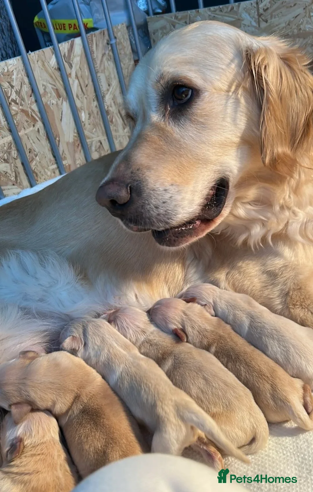 Golden Retriever dogs for sale: Golden Retriever Puppies 🌟🐾-A1 quality pups 💙! in Milton Keynes - Advert 3