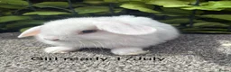 Mini Lop rabbits for sale: Adorable friendly mini lop babies  - Advert 5