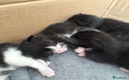 Turkish Van cats for sale: Black and white kittens last boy left  - Image 13