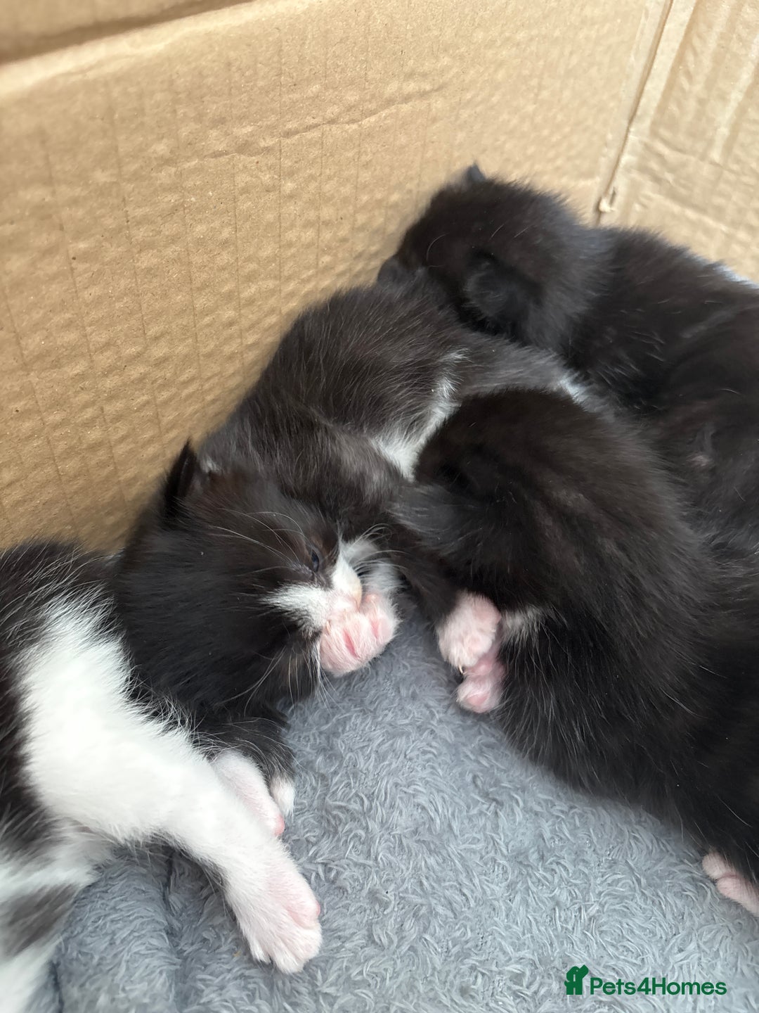 Turkish Van cats for sale: Black and white kittens last boy left  - Image 13