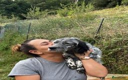 English Setter dogs for adoption: Cata  - Image 2