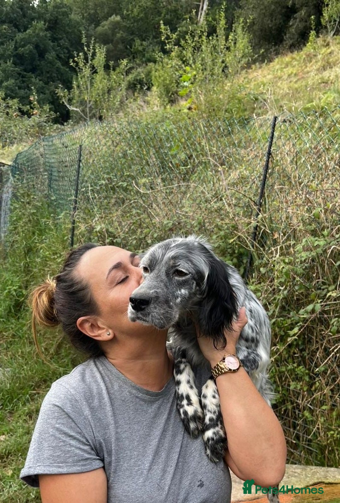 English Setter dogs for adoption: Cata  - Image 2