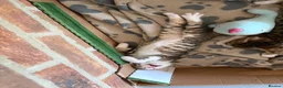 Mixed Breed cats for sale: Mixed breed with bengal in Eastleigh - Advert 23