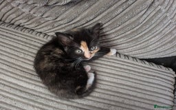 Domestic Shorthair cats for sale: 3 loveable female kittens ready mid October  - Image 6