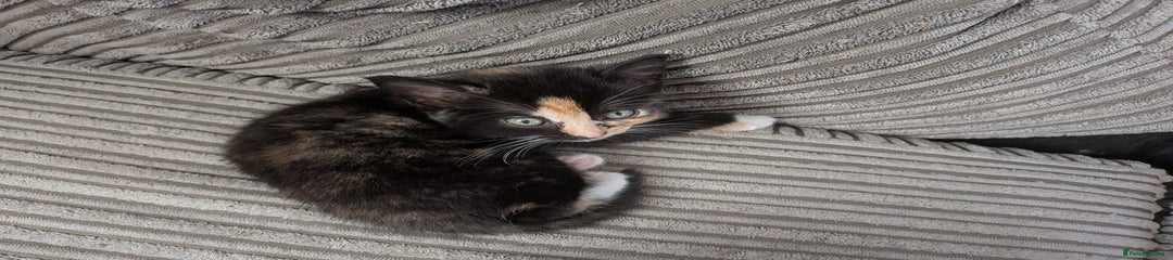 Domestic Shorthair Kitten 1