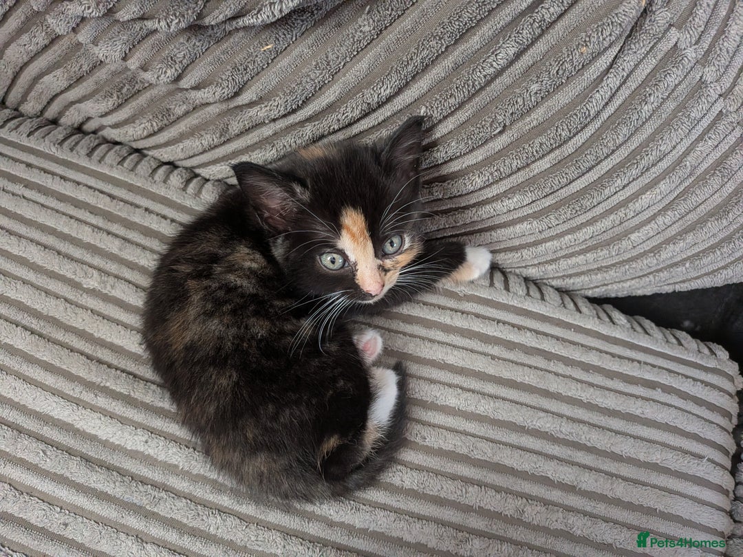 Domestic Shorthair cats for sale: 3 loveable female kittens ready mid October  - Image 6